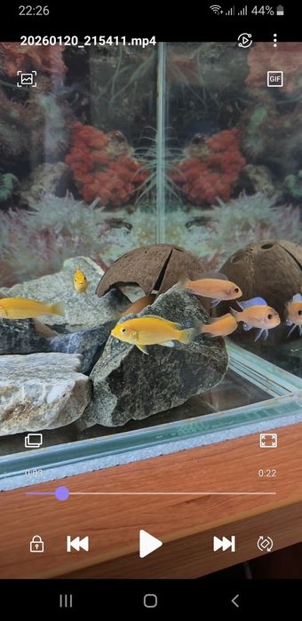 Африканские цихлиды