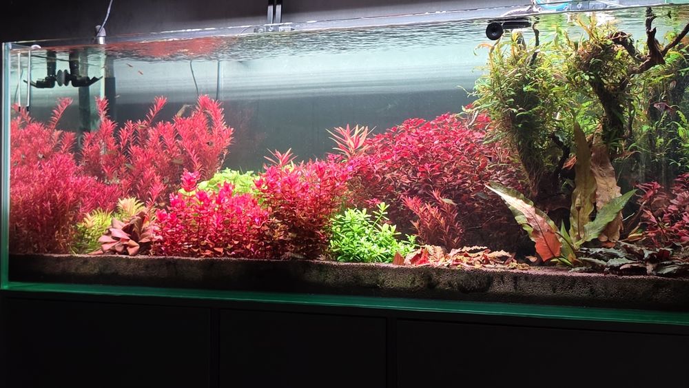 Аквариумные ростения