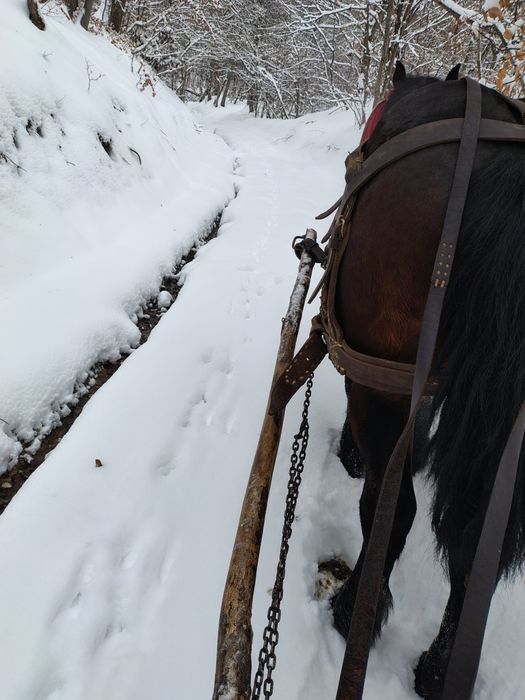 Vând sau schimb un hărmăsar de doi ani âvățat și an unu și an doi