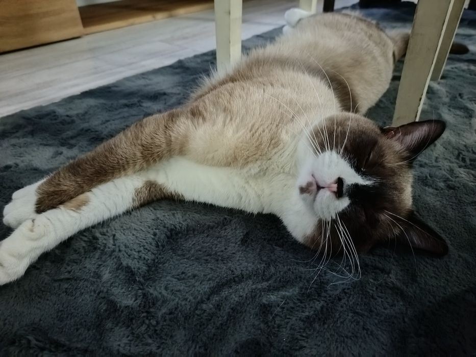 Donez pisicuță în vârstă de un an