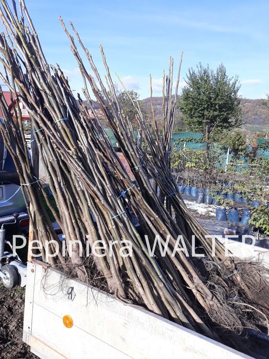 Puieți de nuc certificați Geoagiu 65.