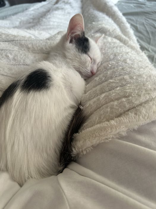 Отдам котенка в хорошие руки