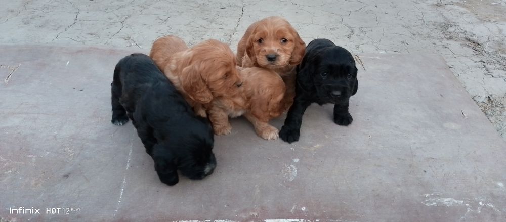 Angliski spanel bollari sotiladi zoti cizti