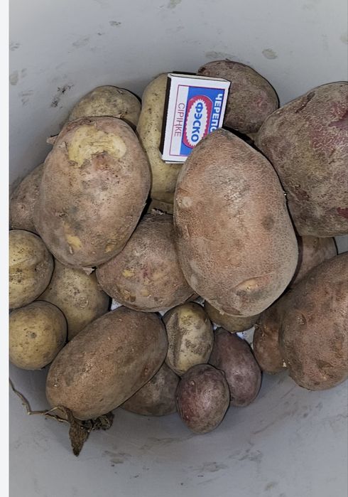 Дачный картофель