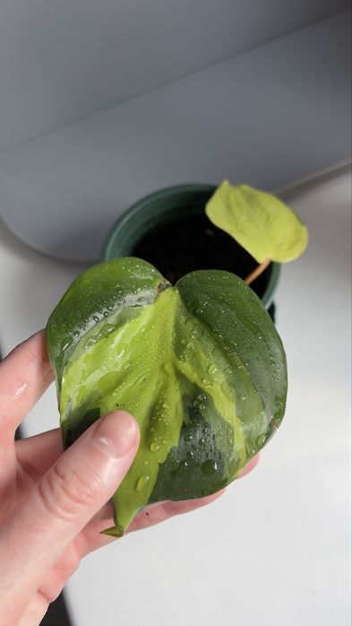 Фил бразил распродажа