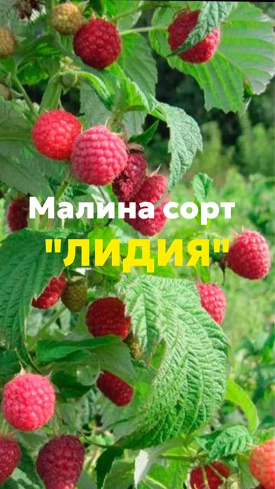 Малина сорт «Лидия»
