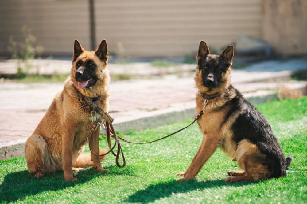 Бронь на щенеков немецкой овчарки