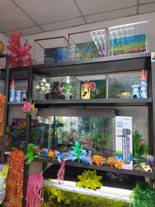 Аквариумные рыбки.Навои Торайгырова)