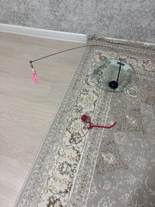 Котенок в хорошие руки Девочка