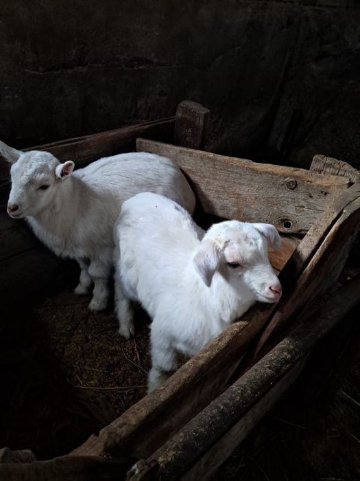 Бір айлық еркек лақтар