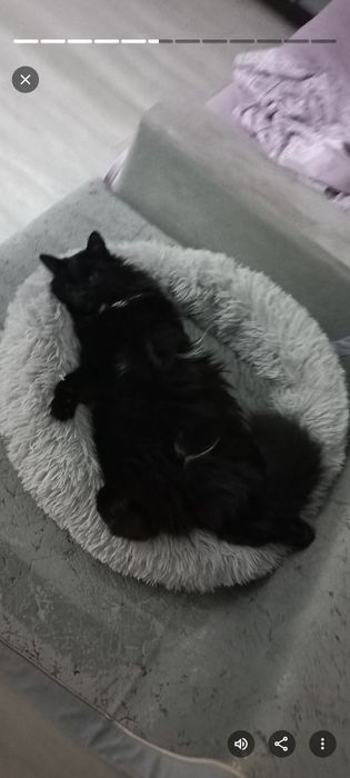 Отдам кота в хорошие руки