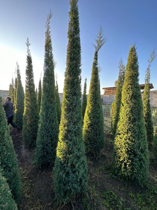 Арча маживелник 3.5м