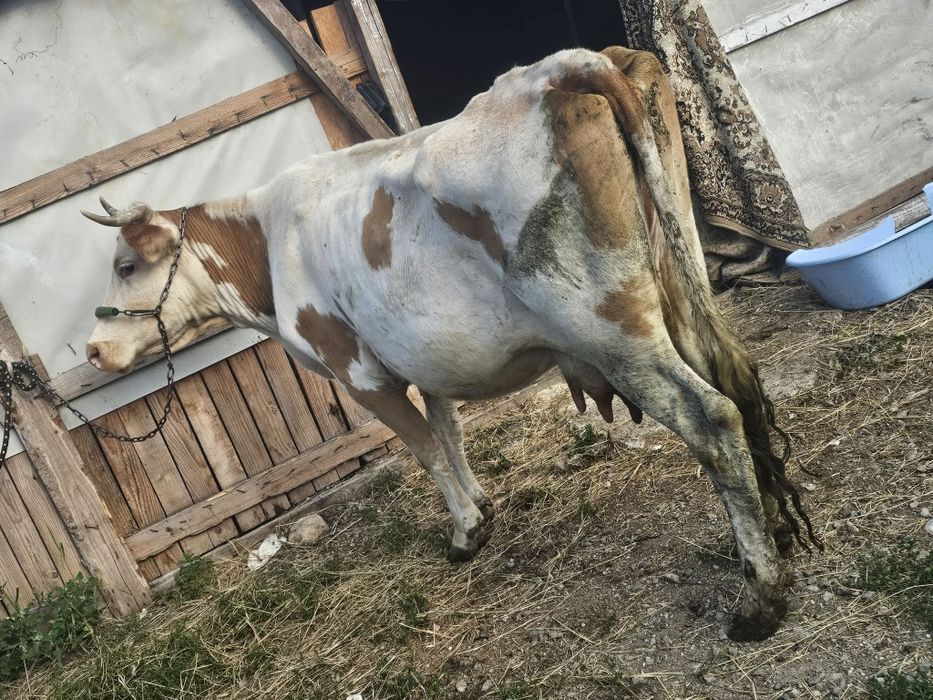 Vând o vaca de 7 ani cu lapte are pe zii ,18, litri