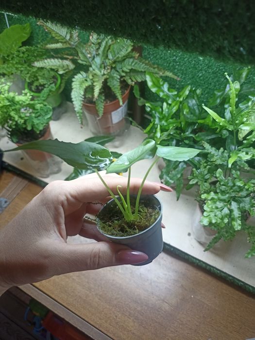 Алоказия Серебряный дракон