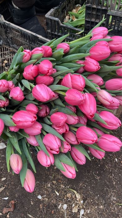 Свежие Тюльпаны.