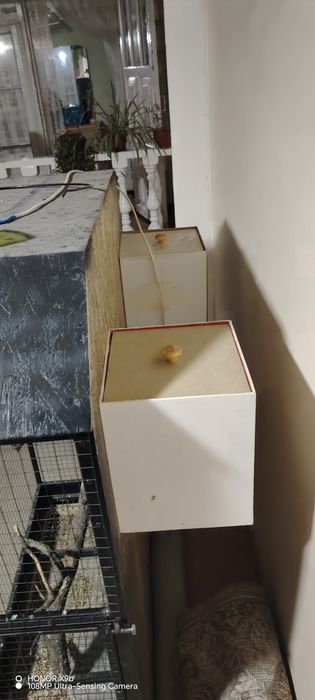 Qushlar uyasi bilan sotiladi