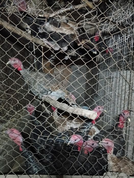 Продам   самец   индюка