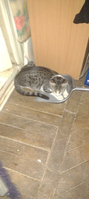 Donez urgent doi pui pisici gratis pentru iubitorii de animale