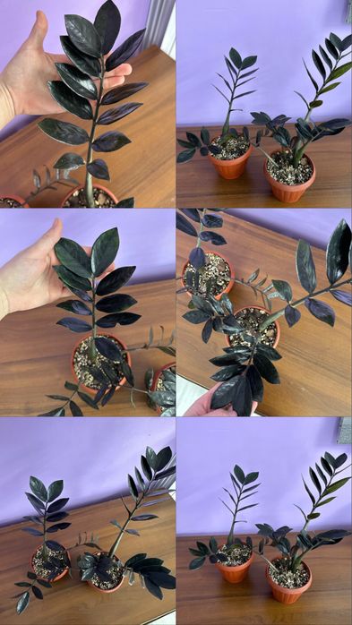 Продам Цветы  ухоженные