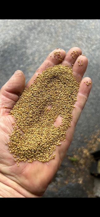 Samanta Lucerna Selectat si Descuscutata recolta 2025