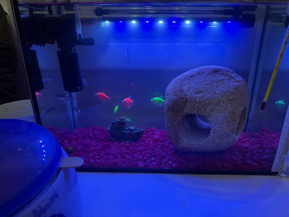 Аквариумные рыбаа