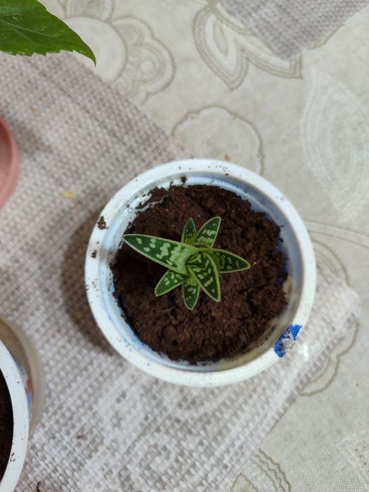 Комнатные растения