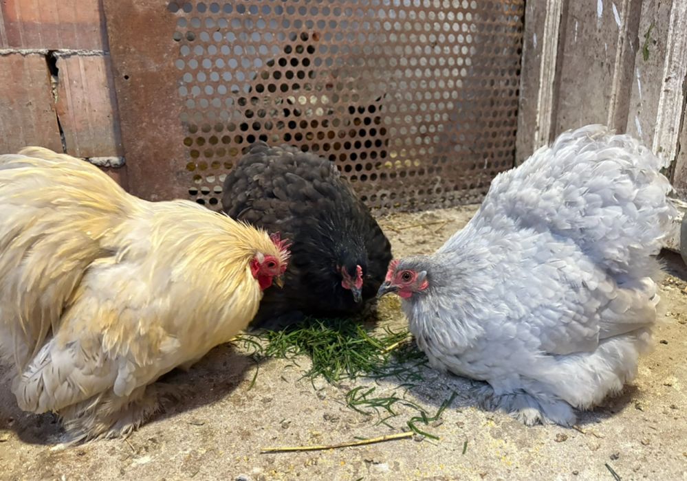 Vand oua de chabo si motata olandeza, cochichina pitic