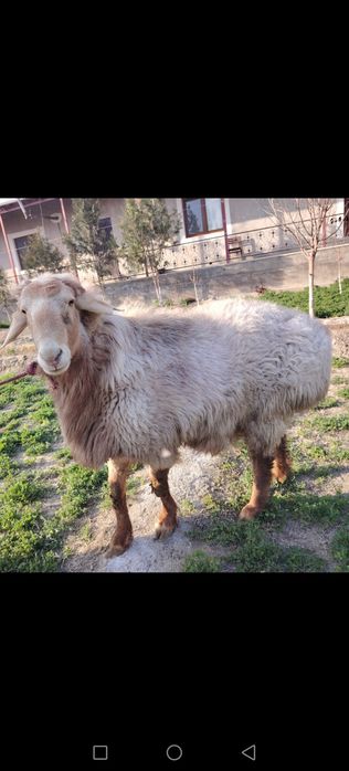 Арашан насилдор Кучкор