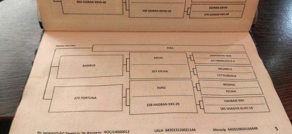 Cal de sport (iapa) 13 ani  echitatie