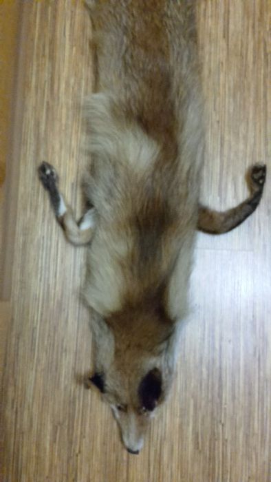 Яка от лисица