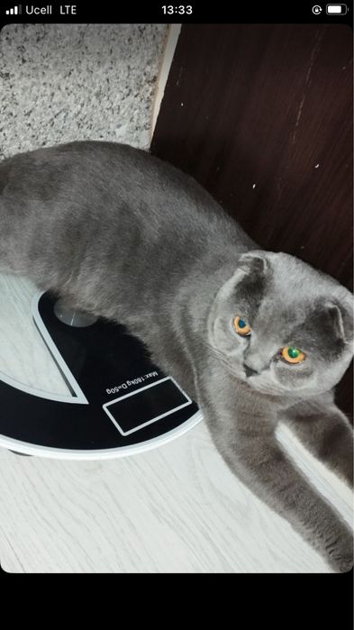 Skotish fold sotiladi ogil bola