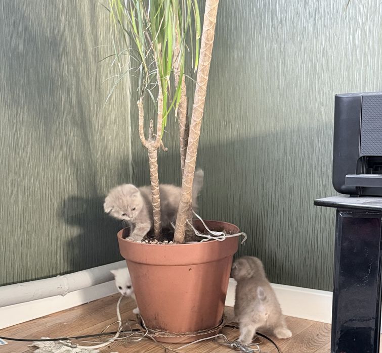 Продаем шотландских котят