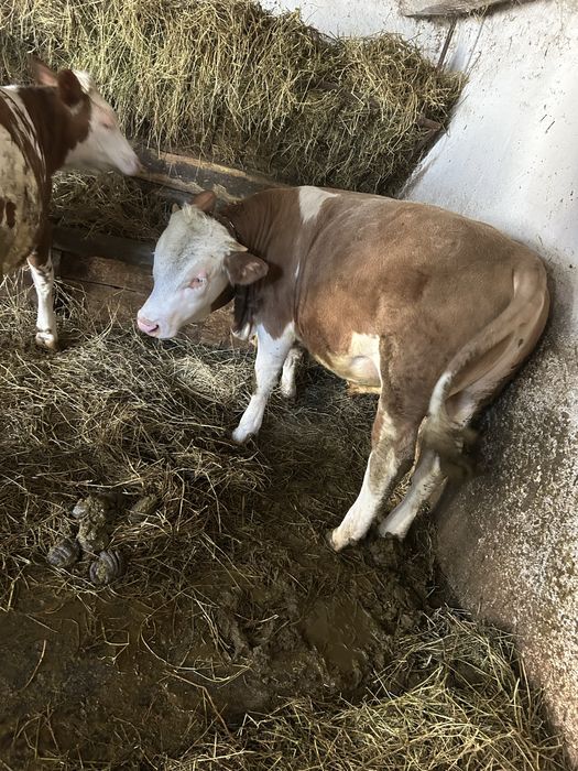 Vand un tauras si doua vitele