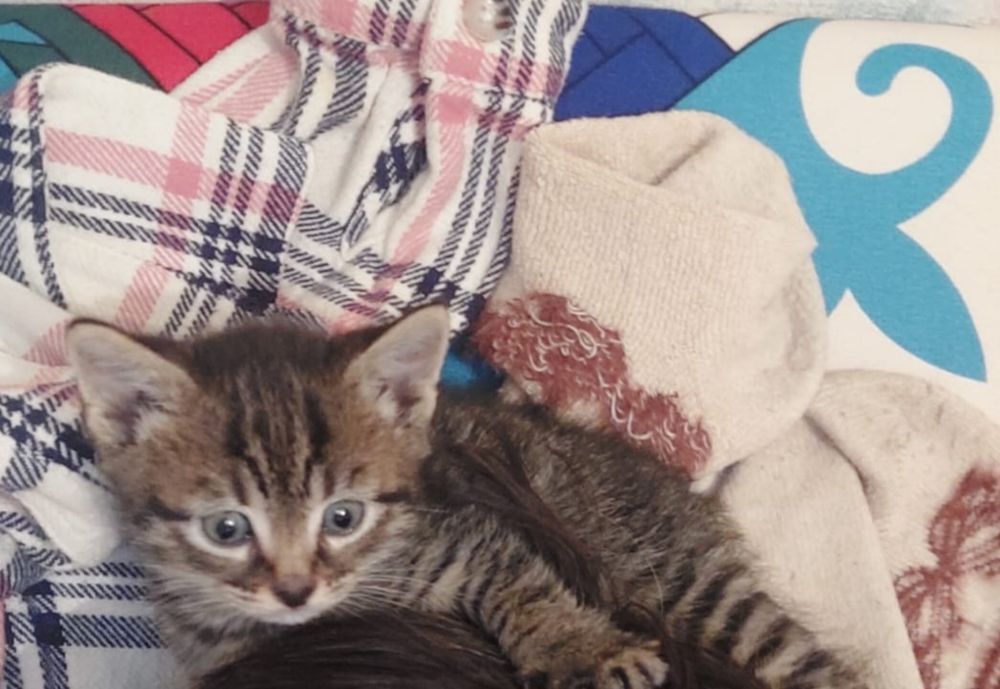 отдам даром котенка