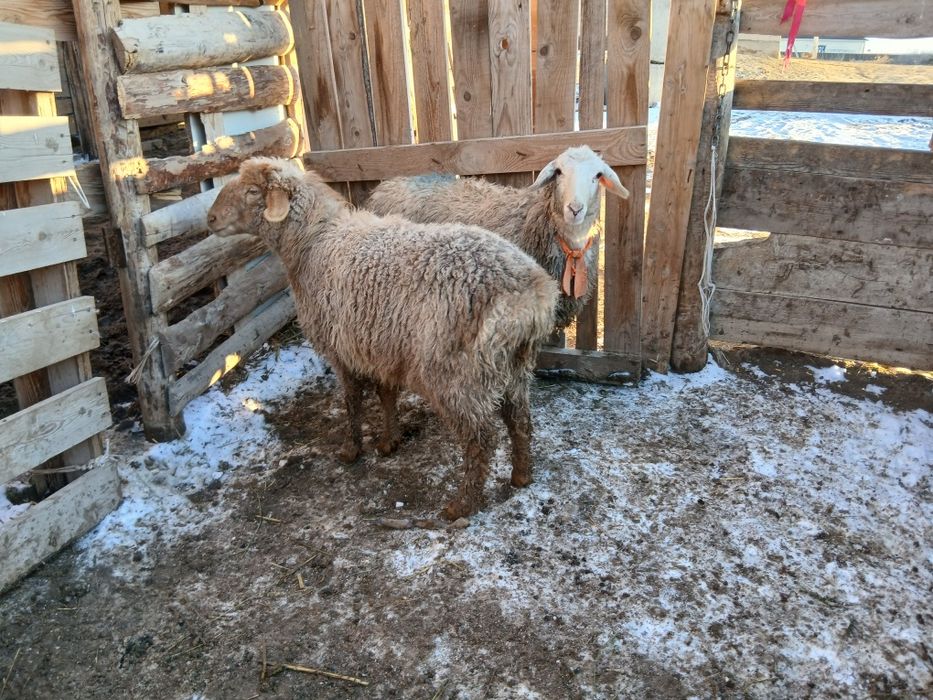 Семіз қошқар тоқтылар