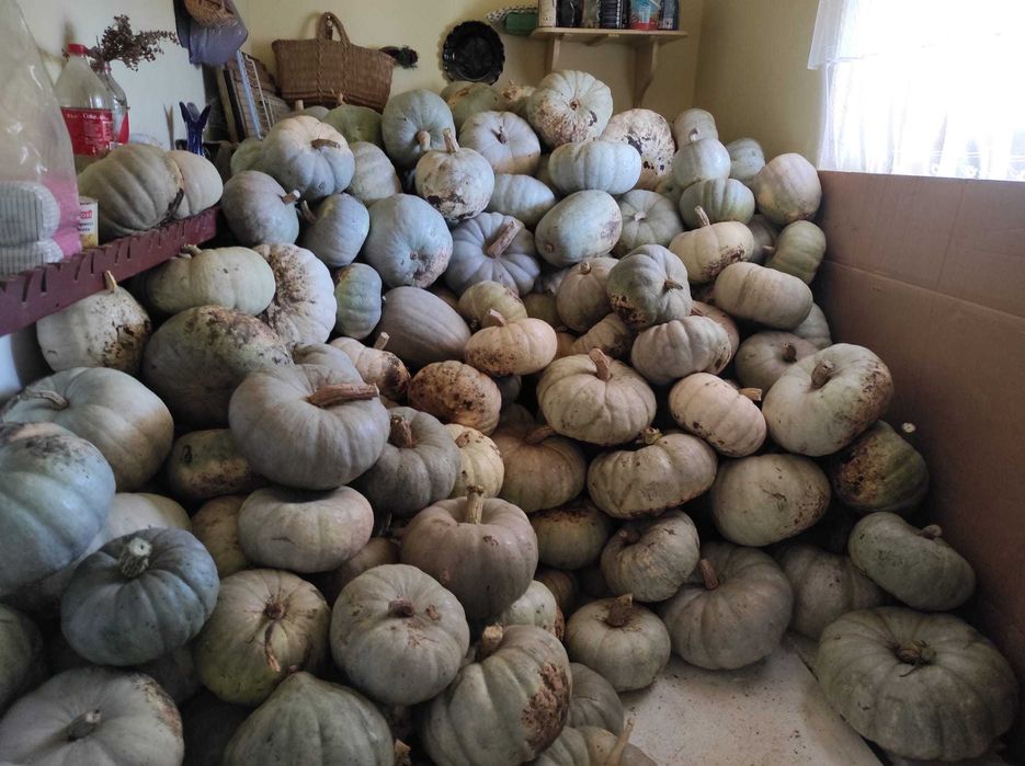 Vând dovleci plăcintari și turcești