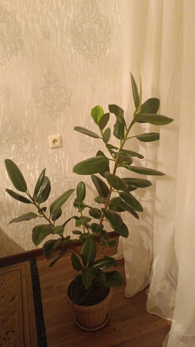 Фикус эластика 120 см