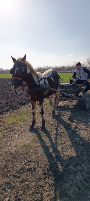 Carlan pinto de vânzare