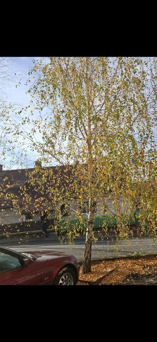 Castan.Cires.Prun.Alun.Nuc.Paulownia.Mesteacan.Stejar.Castan.Tei