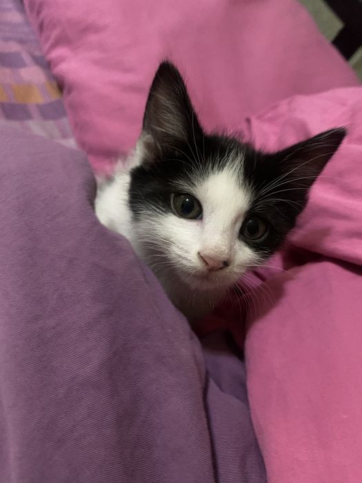 Котенок приучен к лотку