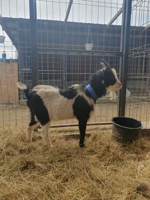 Țap pitic 40cm la greabăn