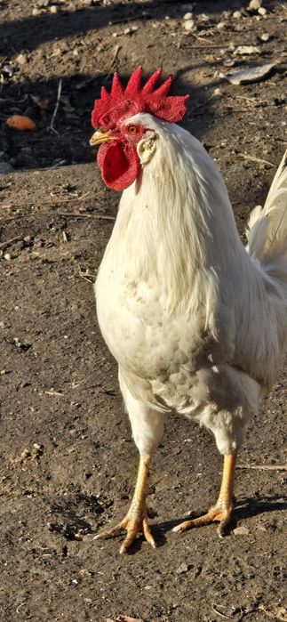 Vând cocoși Lehorn