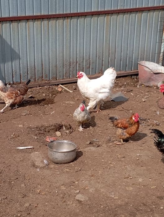 Срочно продам петухов