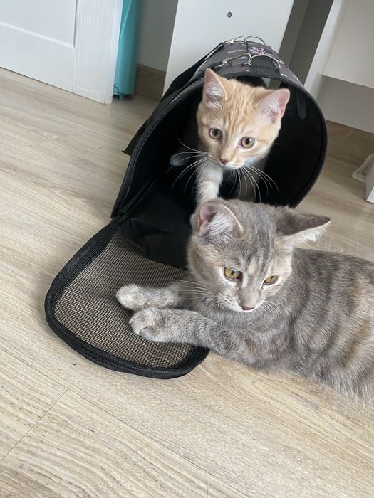 Отдам котенка 6,5 мес