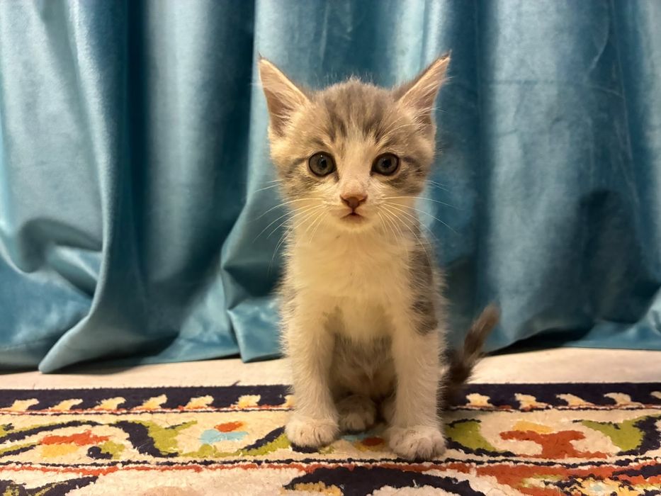 Отдам котят в добрые руки