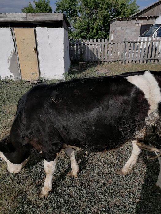 Продам двух тёлок 1год4,5месяцев