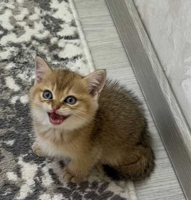 Золотая шиншила 1.5 месяца котенок договорная