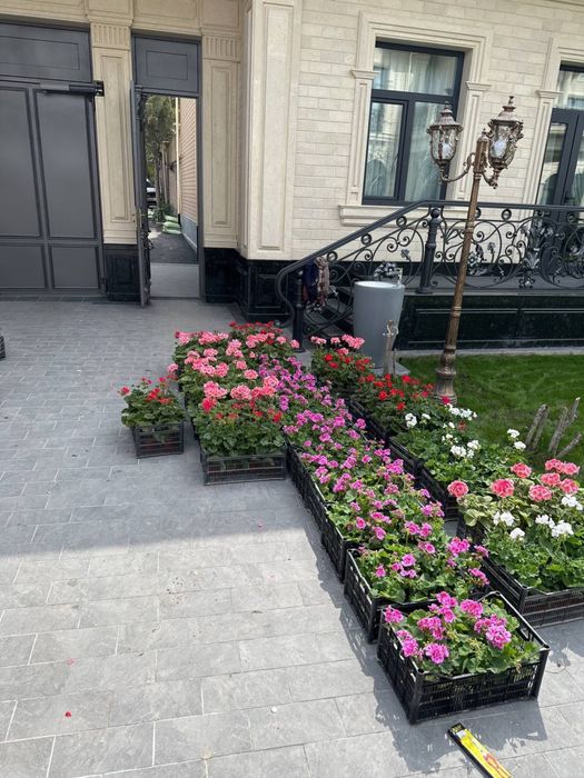 Rulon Gazon bosib berish