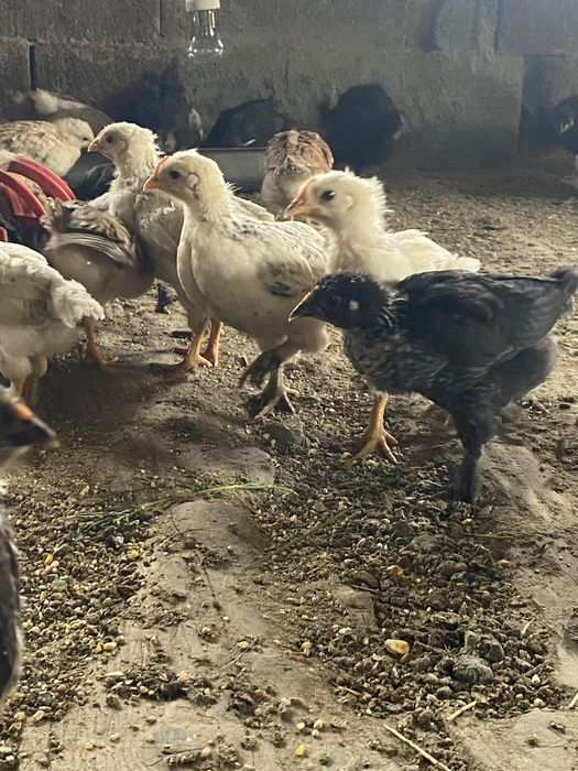 Продам цыплят домашние