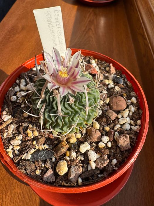 Кактус Echinofossulocactus grandicornus